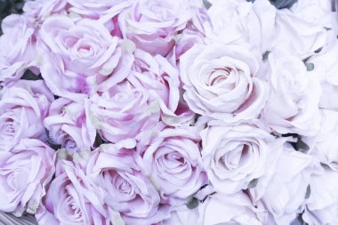 Sevgililer günü konsepti olarak bulanık arkaplanı olan pek çok soluk mor gülü kapat