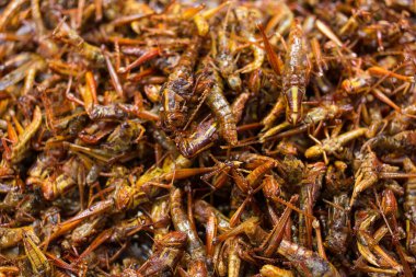 Fried grasshopper Insects is a high-protein, high-energy, good-tasting, delicious street food in Thailand.