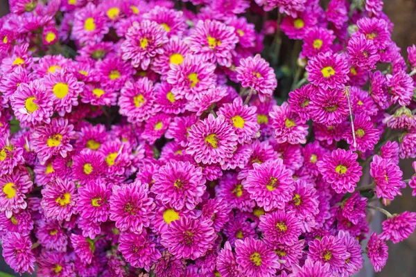 Lila Chrysanthemenblüten Blühen Und Gelbe Pollen Als Natürlicher Hintergrund — Stockfoto