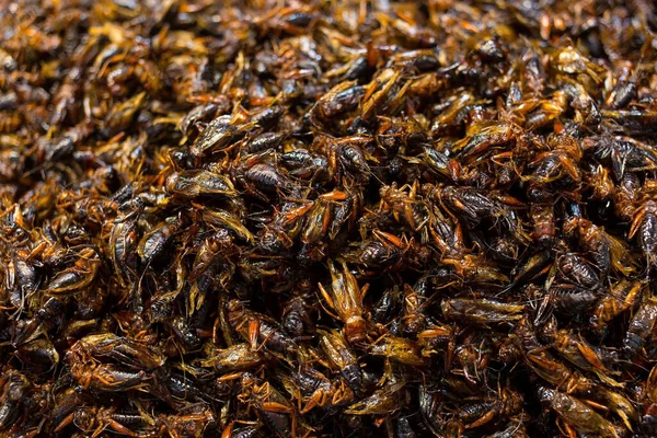家养蟋蟀昆虫油炸 蛋白质丰富 昆虫世界食物概念 — 图库照片
