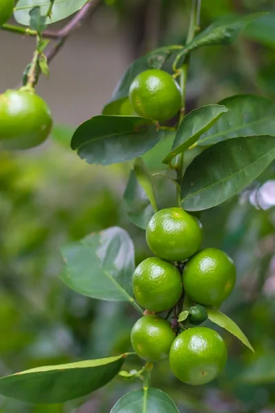 Close-up of green limes hanging from the branches and leaves on the lime tree.Blurred background