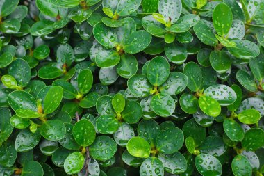 Arka planda yağmur damlaları olan Kore banyan ağacının yeşil yaprakları..
