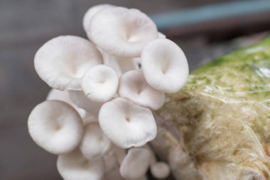 İstiridye Mantarı Phoenix Mantarlı Lung İstiridye Mantarı sıcak ve nemli havayı tercih eder. Pamuk odununda yetişebilirken. Vejetaryen olmak için iyi bir yiyecek seçimi.