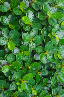 Arka planda yağmur damlaları olan Kore banyan ağacının yeşil yaprakları..