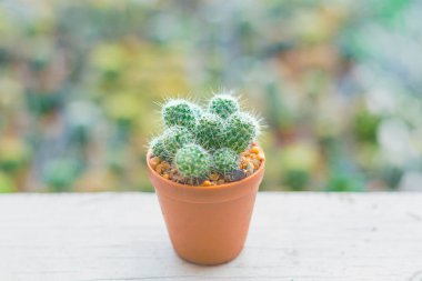 Şirin Mammillaria kaktüs kümesi küçük bir terasotta tenceresinde. Yumuşak bir bokeh doğa arka planına dayanan bu büyüleyici sulu, bahçe blogları, ev dekorasyonu ve bitki pazarlama için idealdir..