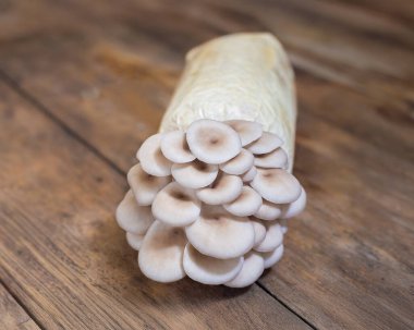 Köhne ahşap bir arka planda substrat torbasından taze organik istiridye mantarları çıkıyor. Sağlıklı yemek pişirme, vejetaryen yemek tarifleri ve sürdürülebilir ev içi tarım fotoğrafçılığı projeleri için mükemmel..