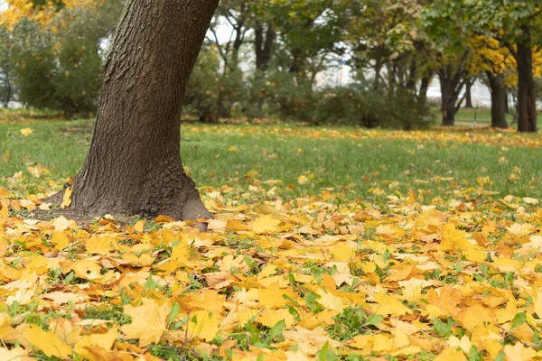 Foglie Gialle Erba Verde Nel Parco Parco Cittadino Autunno — Foto Stock