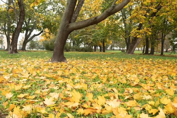 Foglie Gialle Erba Verde Nel Parco Parco Cittadino Autunno — Foto Stock