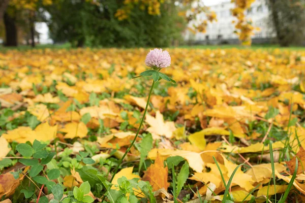 Foglie Gialle Erba Verde Nel Parco Parco Cittadino Autunno — Foto Stock