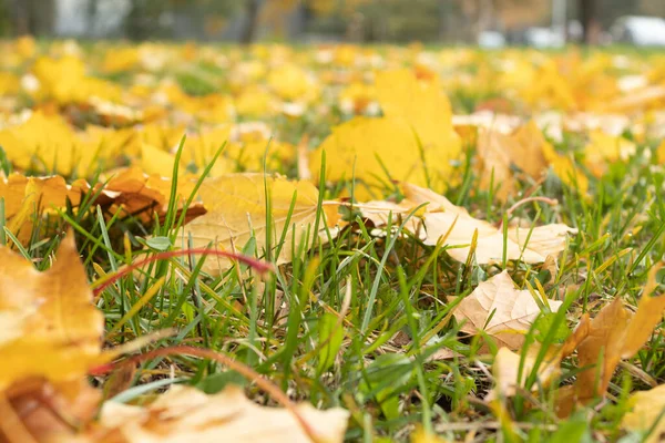 Yellow Leaves Green Grass Park City Park Autumn Stock Photo