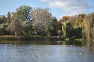 Sarı ve yeşil yapraklar ağaçlarda sarı ve yeşil yapraklar şehir parkında ağaçlarda. Şehir parkındaki manzara.