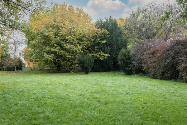 Żółte Zielone Liście Drzewach Żółtych Zielonych Liściach Drzewach Parku Miejskim — Zdjęcie stockowe