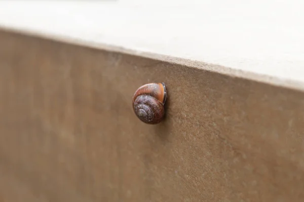 Snail Stuck Wall Snail Wall Rain — Stock Photo, Image