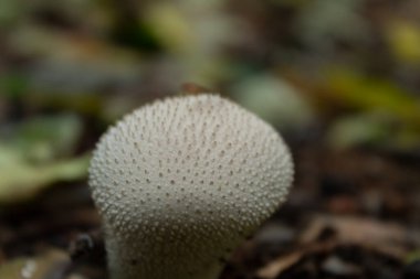 Mantarlar beyazdır ve yarımküre şeklinde dikenleri vardır. Lycoperdon perlatum mantarı