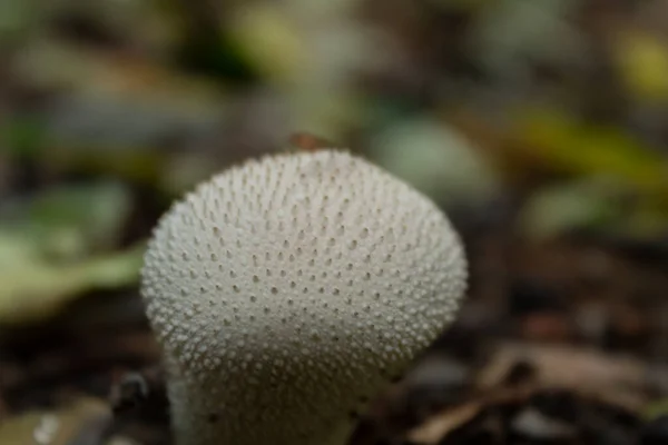 Pilze Sind Weiß Mit Ähren Auf Der Oberfläche Einer Halbkugelförmigen — Stockfoto