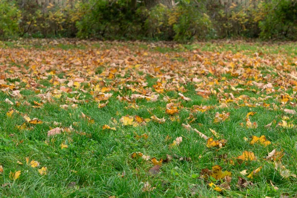 Foglie Gialle Cadono Dagli Alberi Sull Erba Verde — Foto Stock