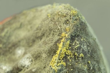 Küf ve küf kaplama. Beyaz küf ve mantar sporlarının makro fotoğrafı, yan görüş. Metin için yeri olan arkaplan