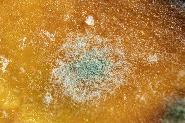 Küf ve küf kaplama. Beyaz küf ve mantar sporlarının makro fotoğrafı, yan görüş. Metin için yeri olan arkaplan