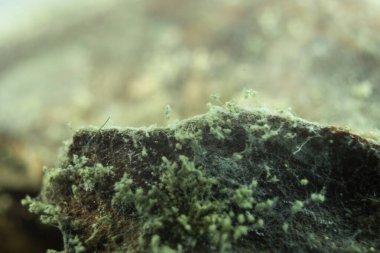 Küf ve küf kaplama. Beyaz küf ve mantar sporlarının makro fotoğrafı, yan görüş. Metin için yeri olan arkaplan