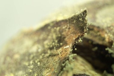 Küf ve küf kaplama. Beyaz küf ve mantar sporlarının makro fotoğrafı, yan görüş. Metin için yeri olan arkaplan