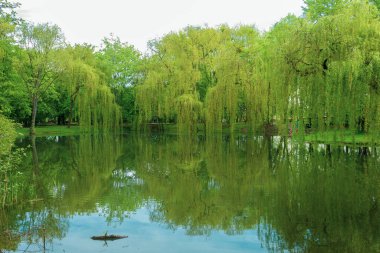 Suda ağaçların ve gökyüzünün yansıması. Şehir parkının manzarası, doğayla iç içe bir gölet.