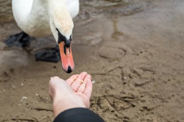 Beyaz kuğular rezervlerin gölünde yüzerler. Kafalarında turuncu işaretler olan kuğular. Kuş boyası izi. Beyaz kuğu nüfusunu kurtarmak.