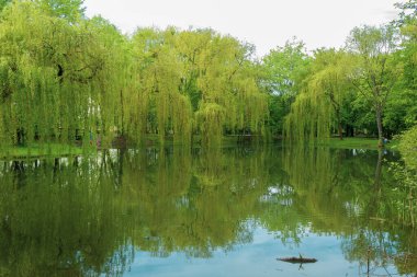 Suda ağaçların ve gökyüzünün yansıması. Şehir parkının manzarası, doğayla iç içe bir gölet.