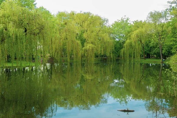 Suda ağaçların ve gökyüzünün yansıması. Şehir parkının manzarası, doğayla iç içe bir gölet.
