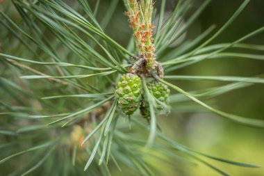 İlkbaharda bir çam dalında genç bir şişkinlik. Kabarık bir filiz ve çam dalları üzerinde koni. Çiçekli Akdeniz çamı