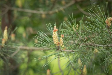 İlkbaharda bir çam dalında genç bir şişkinlik. Kabarık bir filiz ve çam dalları üzerinde koni. Çiçekli Akdeniz çamı