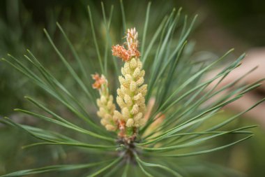 İlkbaharda bir çam dalında genç bir şişkinlik. Kabarık bir filiz ve çam dalları üzerinde koni. Çiçekli Akdeniz çamı