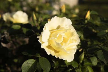 Yakından çiğ damlaları damlayan sarı bir gül. Bahçedeki su damlalarındaki sarı bir gülü yakından çek.