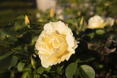 Yakından çiğ damlaları damlayan sarı bir gül. Bahçedeki su damlalarındaki sarı bir gülü yakından çek.