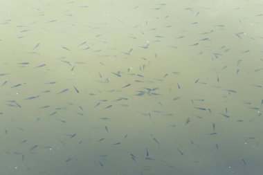 Çamurlu ve kirli suda balık kızartması. Nehri balık kızartmalarıyla dolduruyorlar.