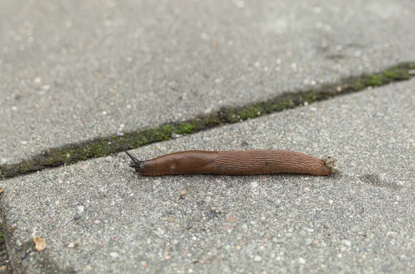 Une Limace Escargot Sans Coquille Rampent Long Chemin Escargot Sans — Photo