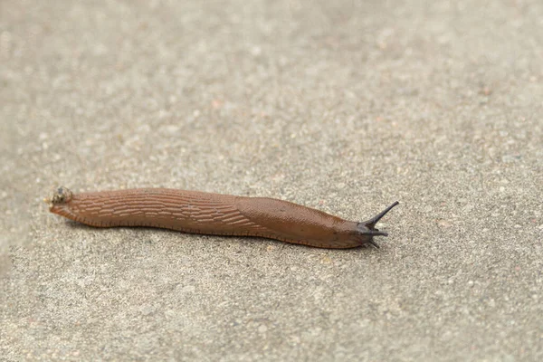 Uma Lesma Caracol Sem Concha Rasteja Pelo Caminho Caracol Sem — Fotografia de Stock