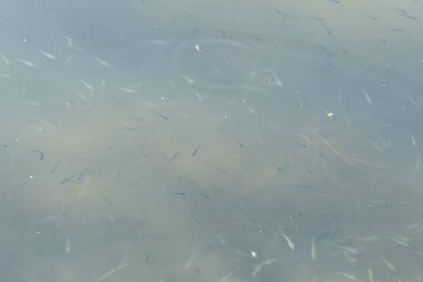 Çamurlu ve kirli suda balık kızartması. Nehri balık kızartmalarıyla dolduruyorlar.