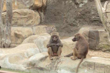 Maymun düşünceli bir şekilde uzaklığa bakıyor. Erkek babun oturur ve uzaklara bakar. Dalgın dalgın oturuyor. Metin için sanayi alanı olan arkaplan