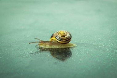 Yağmurdan ıslanmış bir cam yüzeyde büyük bir salyangoz sürünür. Roma salyangozu. Yaklaş. Kopyalama alanı olan arkaplan