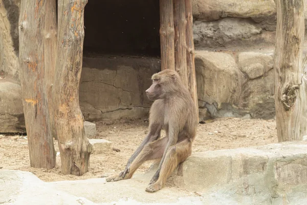 The monkey looks thoughtfully into the distance. The male baboon sits and looks into the distance. Sits in a pensive pose. Background with industrial space for text