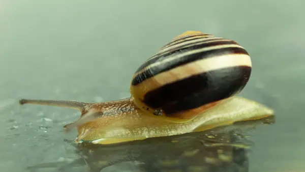 Gros Escargot Rampe Sur Une Surface Verre Mouillée Par Pluie — Photo