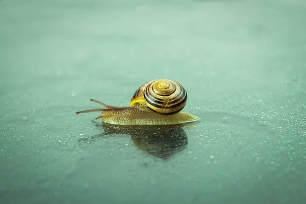 Grande Caracol Rasteja Uma Superfície Vidro Molhada Chuva Caracol Romano — Fotografia de Stock