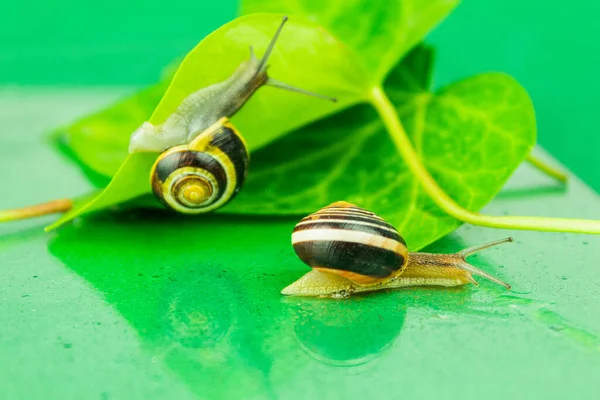 Deux Escargots Sur Une Feuille Verte Deux Grands Escargots Jardin — Photo