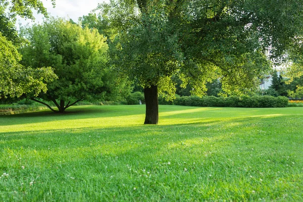 Piękny Krajobraz Parku Trawnikiem Drzewami Wykończony Trawnik Drzewa Ogrodzie Botanicznym — Zdjęcie stockowe