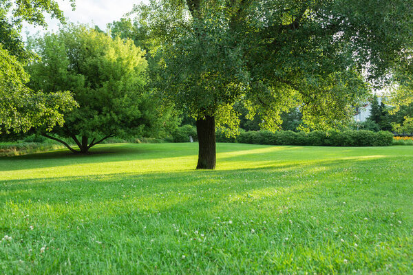 Beautiful park landscape with lawn and trees. Manicured lawn and trees in the botanical garden in the morning. Modern landscape design
