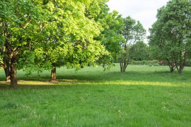 Yazmak için yeri olan güzel peyzaj parkı. Peyzaj yapılmış bir şehir parkında yeşil bir çevre. Metin için alanı kopyala