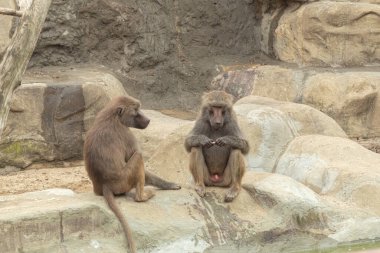 Maymun düşünceli bir şekilde uzaklığa bakıyor. Erkek babun oturur ve uzaklara bakar. Dalgın dalgın oturuyor. Metin için sanayi alanı olan arkaplan