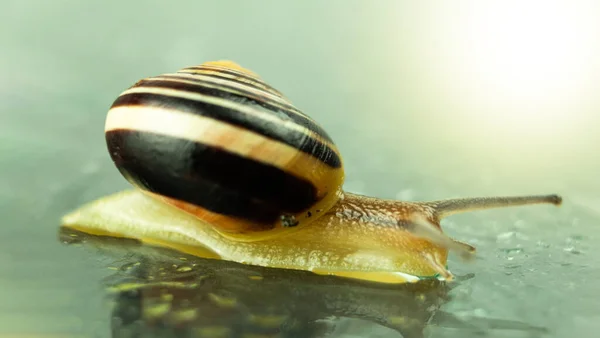 Crawling Snail Close Studio Photograph Snail Dark Reflective Surface Background — Stock Photo, Image