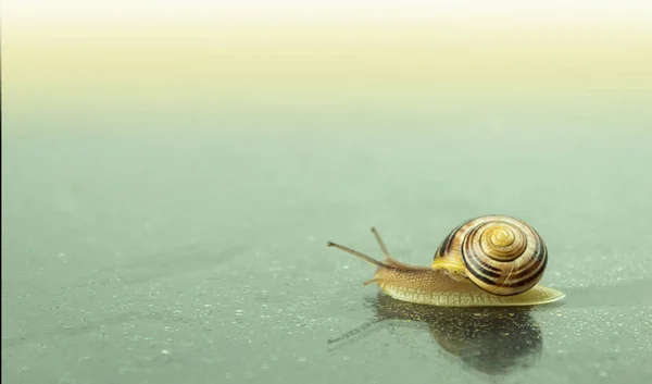 Crawling Snail Close Studio Photograph Snail Dark Reflective Surface Background — Stock Photo, Image