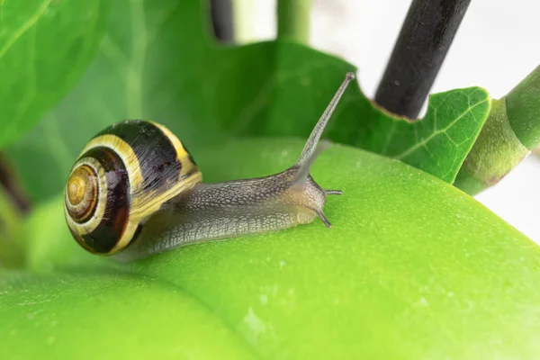 Crawling Snail Green Leaf Close Studio Photography Snail Wet Green — Stock Photo, Image